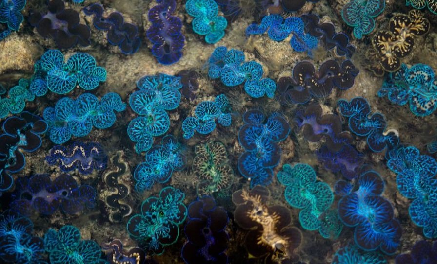 ADB calls for innovative financing for ocean health improvement