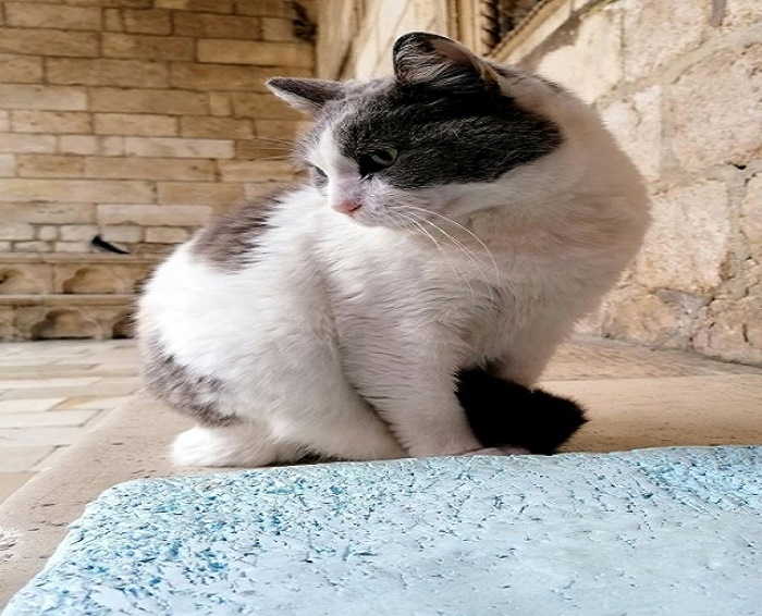 Dubrovnik cat eviction sparks storm
