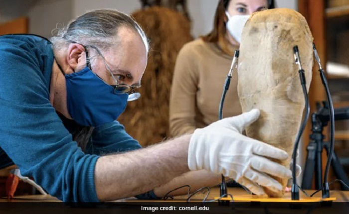 Archaeologists stunned as ancient Egyptian mummy turns out to be 1,500-year-old sacrificial bird