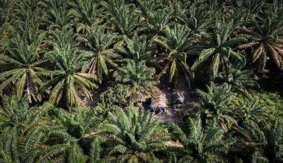 Palm oil firms depriving tribes of millions of dollars