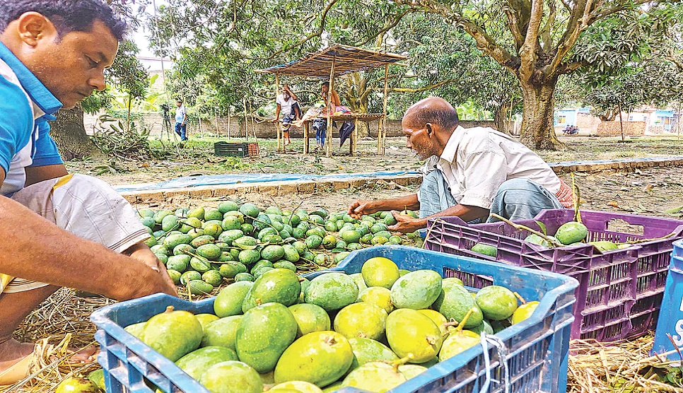 Rajshahi’s Gopalbhog to be exported in Sweden