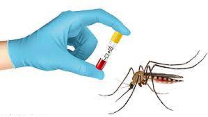 13 more dengue cases reported