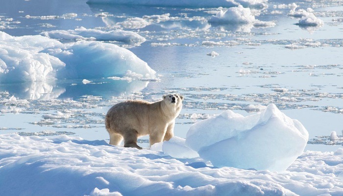 Some Greenland polar bears adapt to hunt without sea ice