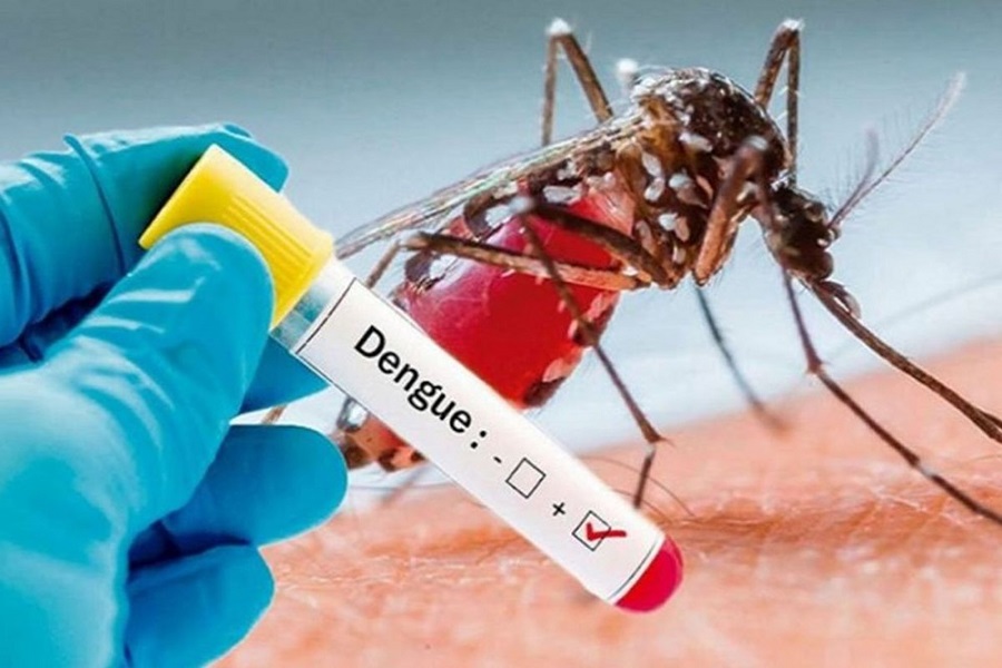 Dengue: 33 new patients hospitalised