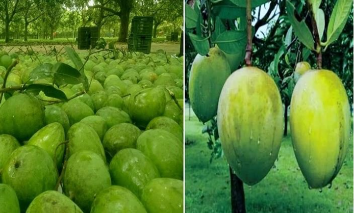 Excellent 'Haribhanga' mango output likely in Rangpur