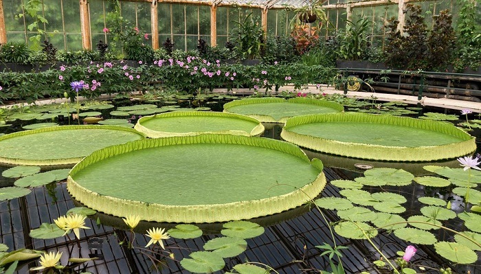 Scientists discover new giant water lily species