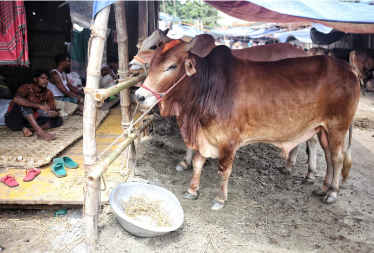Skyrocketing fodder prices leave cattle farmers fretting ahead of Eid