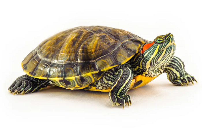 Endangered Ganges turtle rescued from Natore