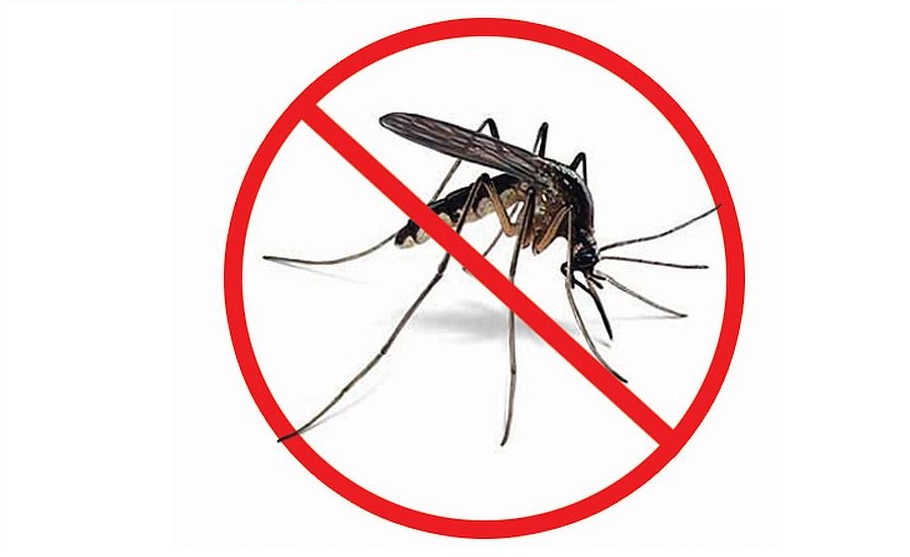 Dengue: 31 patients hospitalised in 24hrs