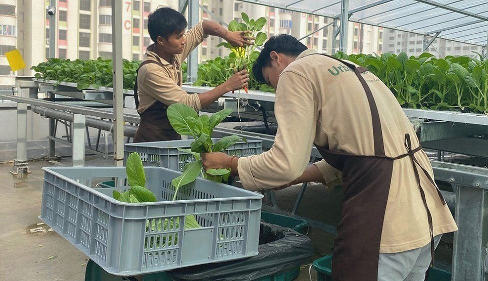 How Singapore is turning multi-storey car parks into farms