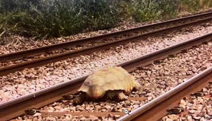 Escaped giant tortoise halts Cambridge to Norwich trains