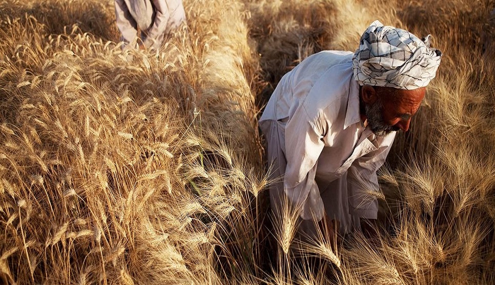 Major fall in global food prices for July, but future supply worries remain