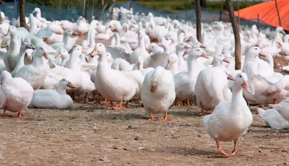 France detects bird flu at duck farm
