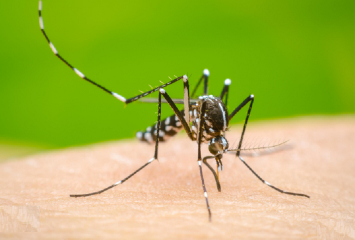 366 dengue patients hospitalised in 24 hrs