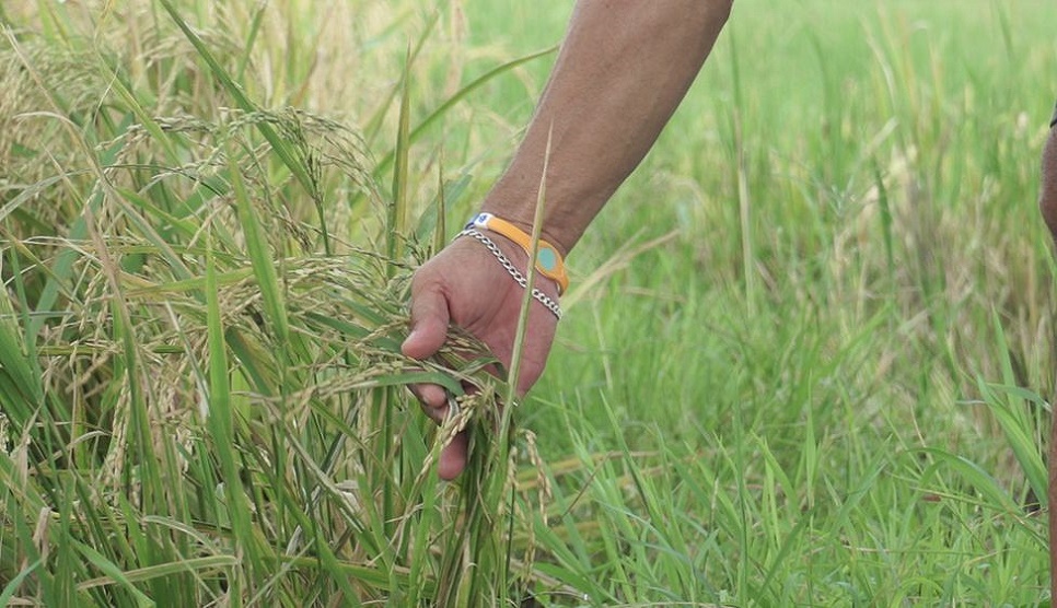 The Philippines' food worries amid Ukraine war and typhoons