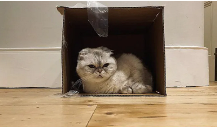 With a net worth of $97 million, Taylor Swift's cat is among world's richest pets