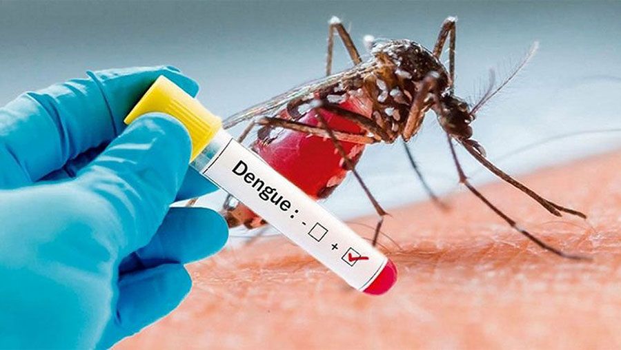 Seven dengue patients hospitalised in 24 hrs