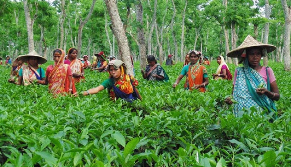 O Tea Worker Each tea worker will get arrear of Tk 11,000