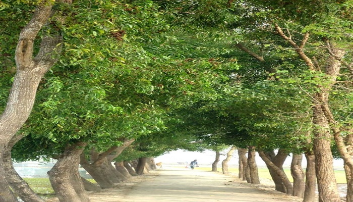 1,800-kilometre strip plantation raised in northern region