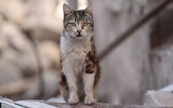 New Zealand cat killing competition for children axed after backlash