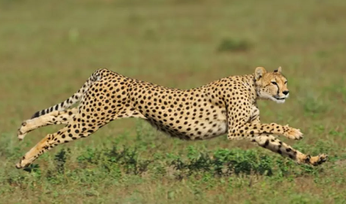 Kuno: Female cheetah dies from mating injuries in India