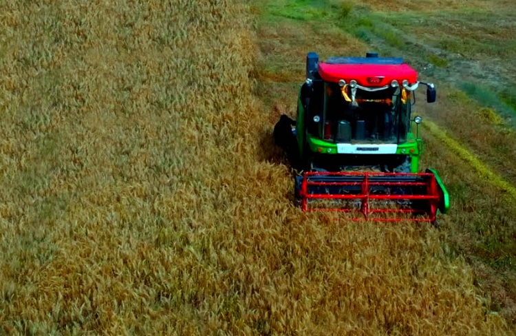 Minerals-rich Tibetan county bordering India certified as world’s largest black highland barley planting base