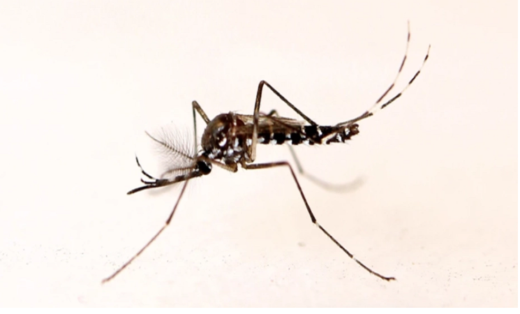 Three dengue patients die, 889 hospitalised in 24 hrs