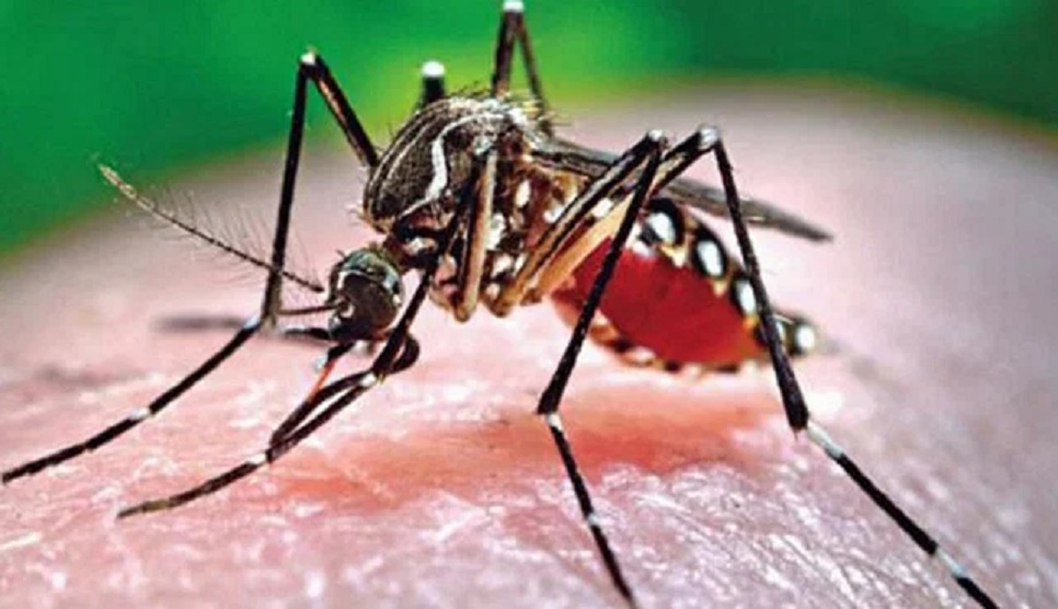 Members of DMP being infected with dengue