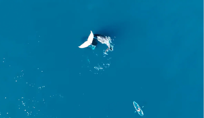 
YouTuber captures video of a whale frozen in middle of the ocean