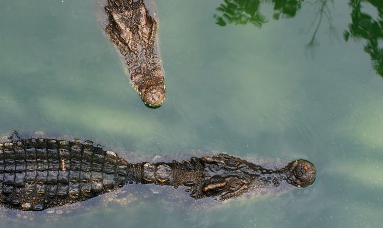 Dozens of crocodiles in China escape during floods

