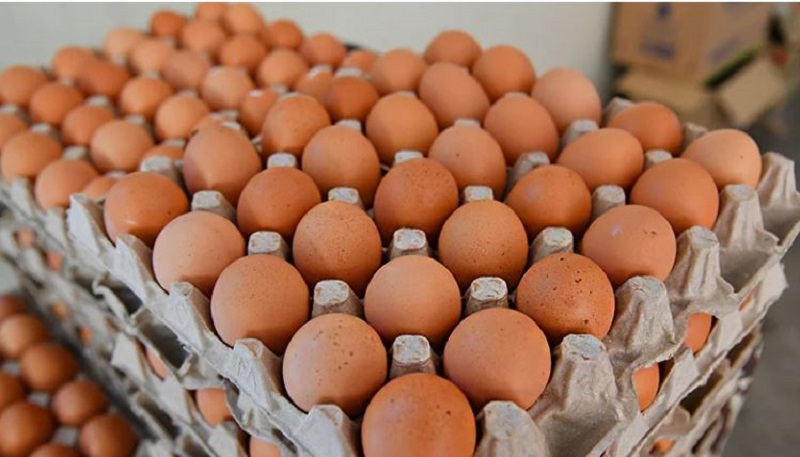 Wholesale price of eggs declines after import decision?

