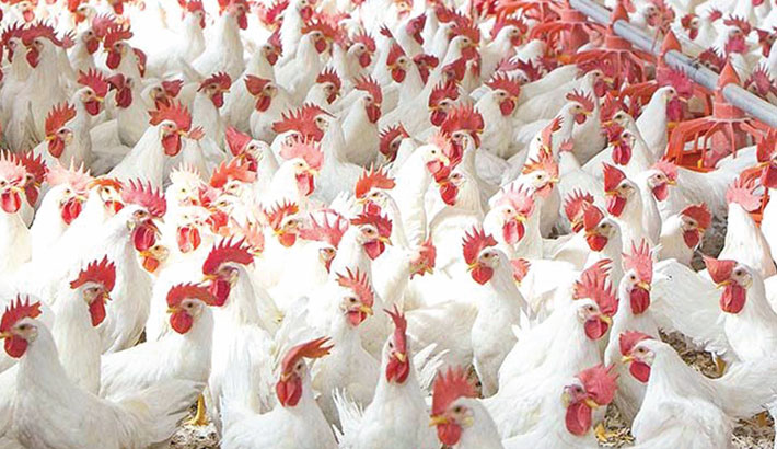 Syndicate out to destabilise poultry market