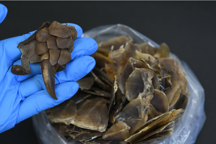 Scientists uncover a scaly surprise with new pangolin species