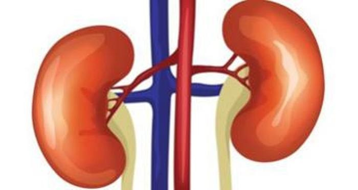 Kidney scam exposed