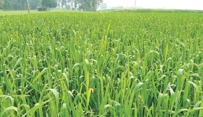 Shibchar farmers eye bumper wheat production