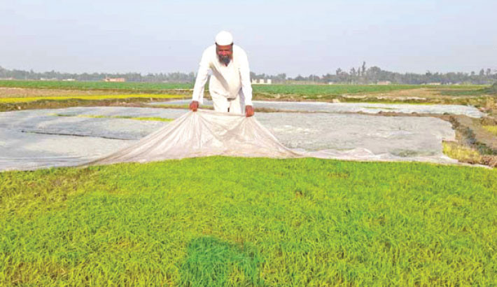A farmer sheds his field with polythene to save the seedbeds from dense fog amid chilling winter in Tegori village of Shibganj upazila in Bogura. The photo was taken recently. –Daily Sun Photo