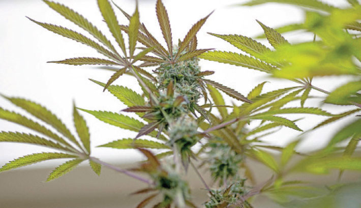 Thailand orders close watch on cheap ‘elephant pant’ imports