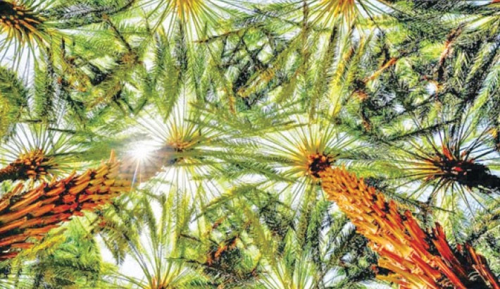 ‘Saudi green projects set to see over $1.6b investments by 2030’