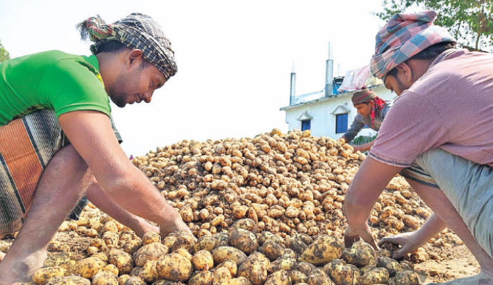 High yield, fair price make Rajshahi potato farmers happy