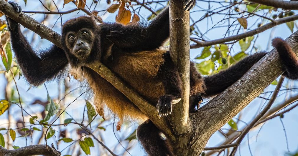 Human ingenuity can help to save nature, Guterres says on World Wildlife Day
