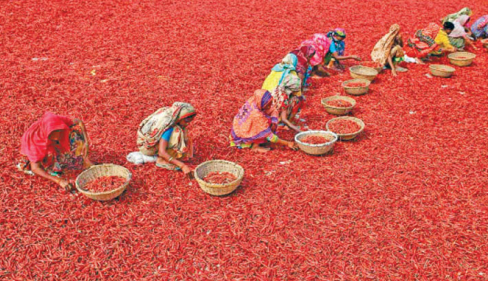Chilli farming sees a boost on Jamuna chars