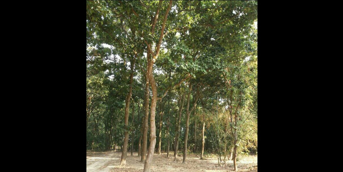 Deep-forest creates new hope for villagers, environment