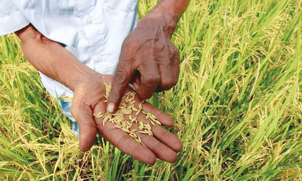 Heat wave taking heavy toll on crops, fruits, fish farming