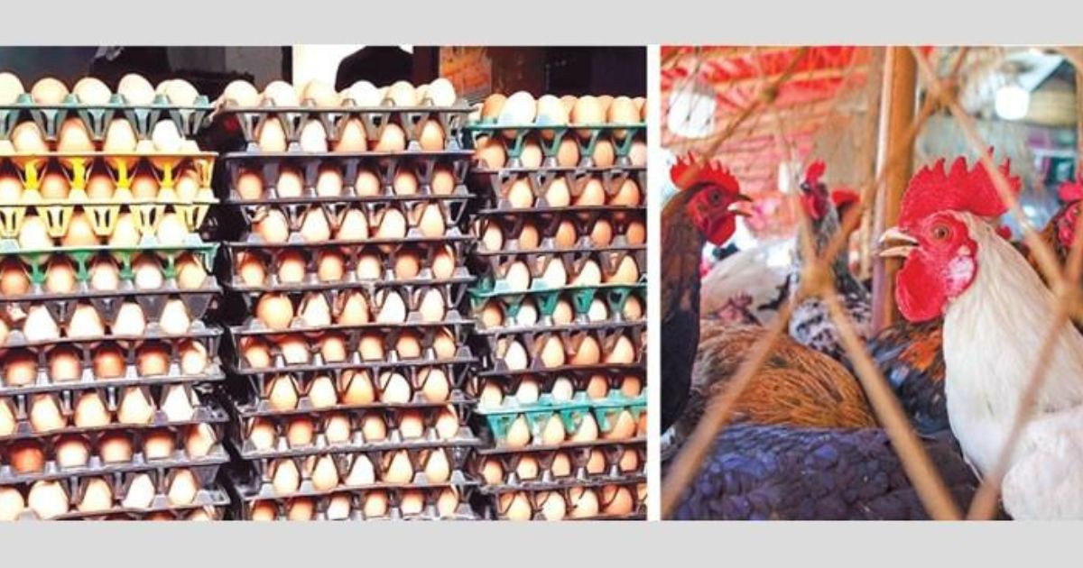 Syndicate makes chicken-egg market volatile