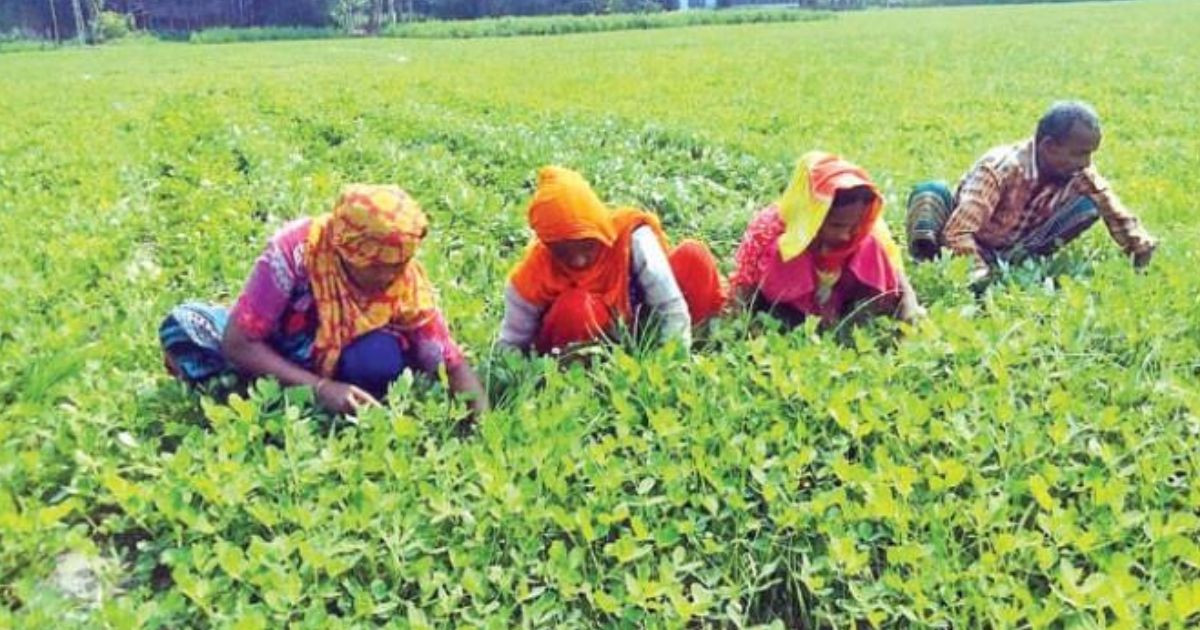 Peanut farming gains ground in Nilphamari