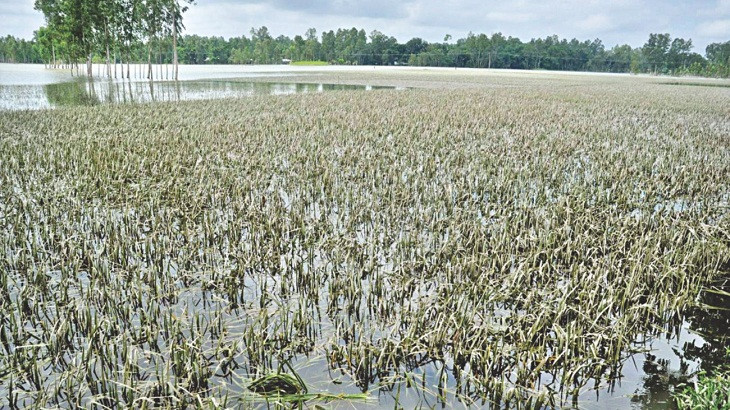 Cyclone Remal: 3,074 hectares of crops damaged in Jashore