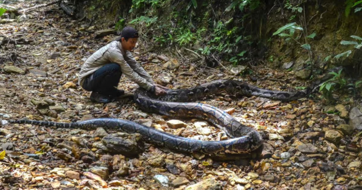 Python swallows woman whole in Indonesia