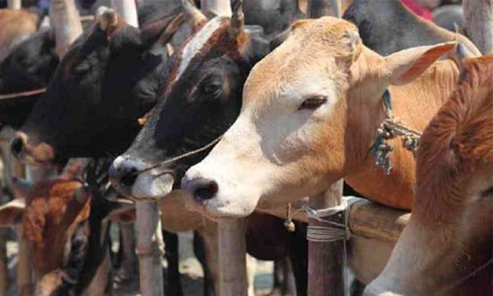 Sales of sacrificial animals begin Thursday at 22 cattle markets in capital