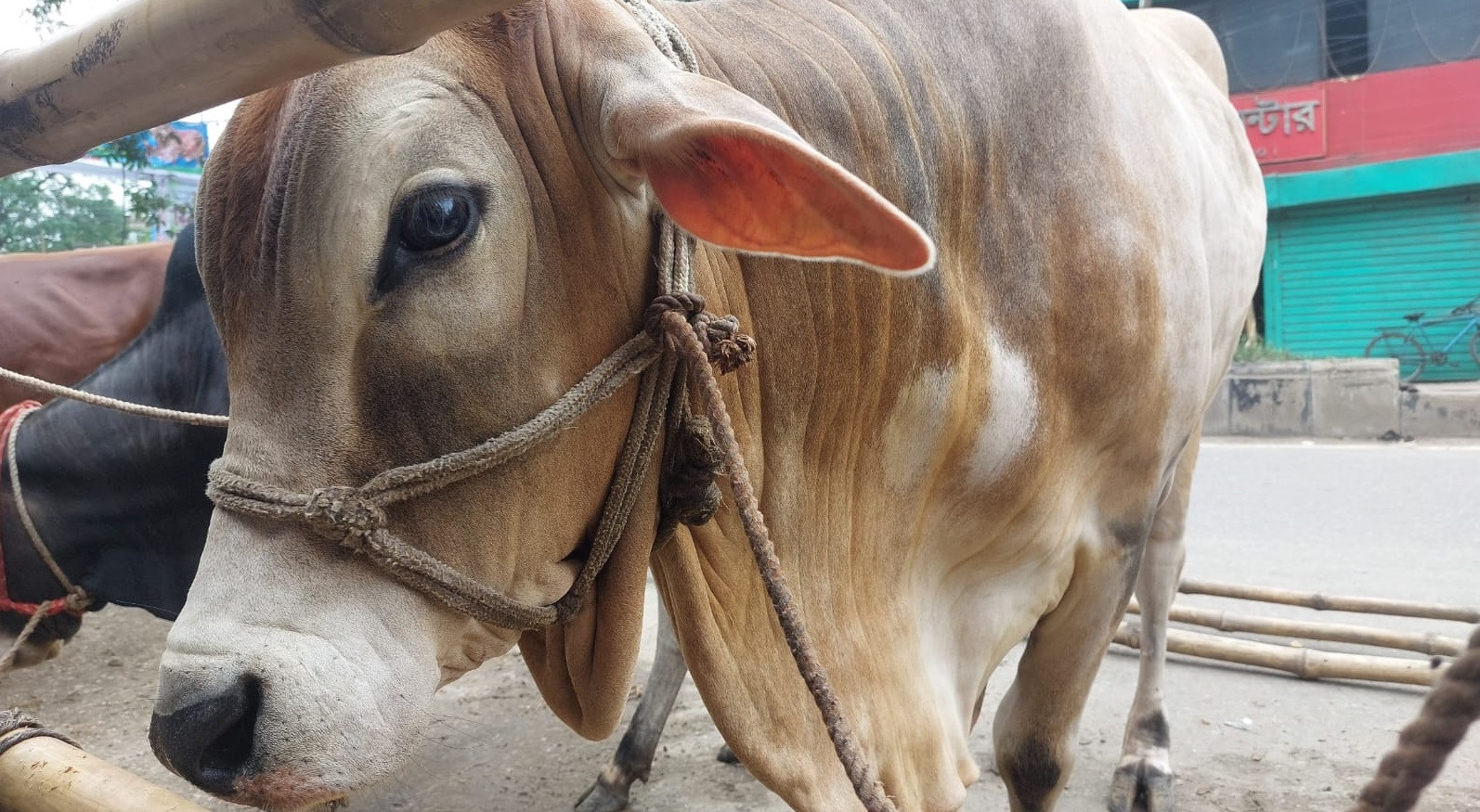 Animal sacrifice continues on 2nd day of Eid-ul-Azha