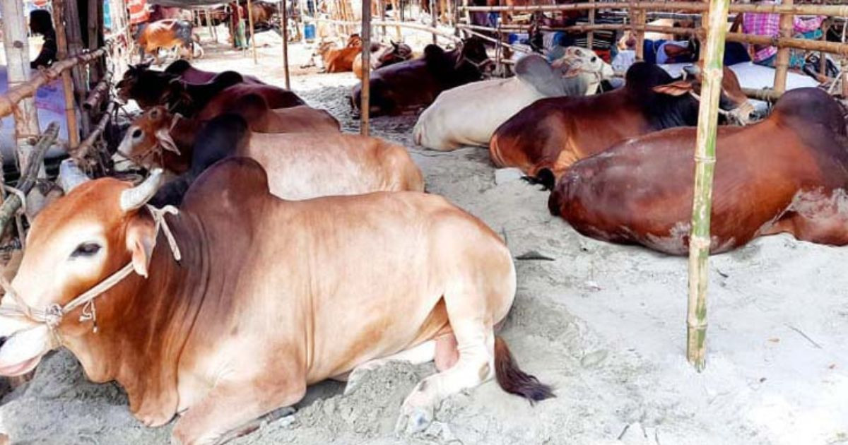 47% of sacrificial animals remain unsold in Jhenaidah